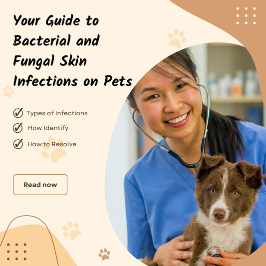 Your Guide to Bacterial and Fungal Skin Infections on Pets